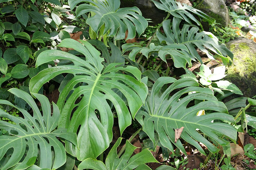 Monstera - tropikalne rośliny doniczkowe
