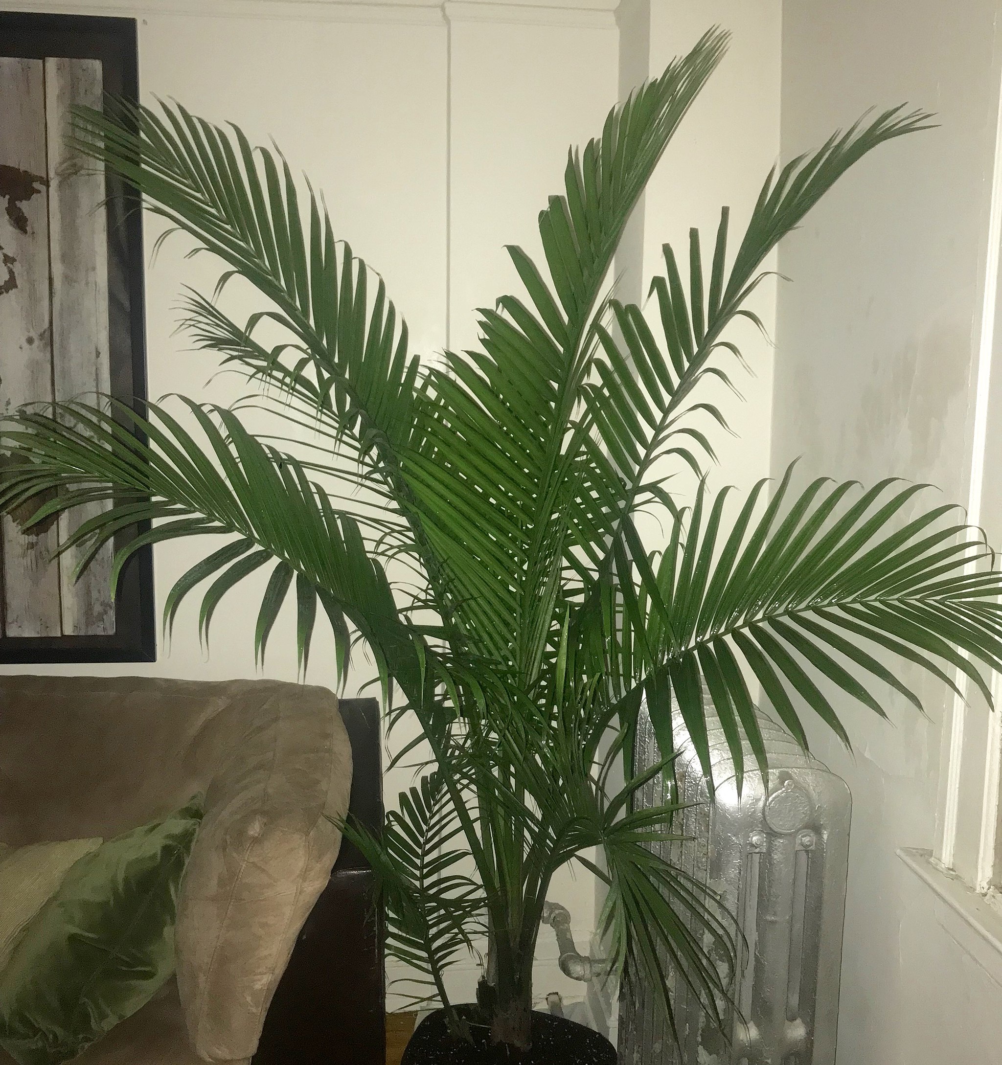 palma majestatyczna - tropikalne rośliny doniczkowe